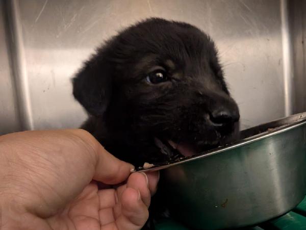 ”  🐶 “Prugna, una cucciola coraggiosa in cerca di amore” Foto 2